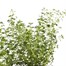 Thyme Lemon Varigated 10.5cm Pot Bedding 