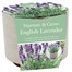 Bee Friends Nuture & Grow English Lavender Grow Set (151196)