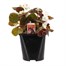 Begonia Semperflorens White Bronze Leaf 2L Pot Bedding 
