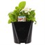 Begonia Semperflorens White Green Leaf 2L Pot Bedding 