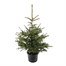 Blue Spruce 2-3ft (80-100cm) Real Potted Christmas Tree
