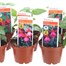 A Lucky Dip Selection! Fushia Hardy Mixed - 10 x 7cm Starter Plants