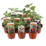 A Lucky Dip Selection! Fushia Bush & Trailing Mixed - 10 x 7cm Starter Plants