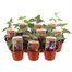 A Lucky Dip Selection! Fushia Bush Mixed - 10 x 7cm Starter Plants