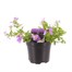 Bacopa Cabana Jumbo Blue 13cm Pot Bedding 
