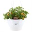 Calibrachoa Mixed 25cm Hanging Pot Bedding Basket