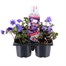 Carry Home Pack - Anemone - 6 x 10.5cm Pot Bedding