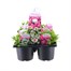 Carry Home Pack - Arabis - 6 x 10.5cm Pot Bedding