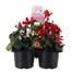 Carry Home Pack - Christmas Cyclamen Red and White Mix - 6 x 10.5cm Pot Bedding