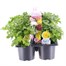 Carry Home Pack - Chrysanthemum - 6 x 10.5cm Pot Bedding