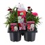 Carry Home Pack - Dianthus Suncharm Mixed - 6 x 10.5cm Pot Bedding