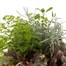 Carry Home Pack - Autumn Basket Plants Collection 6 x 10.5cm Pot Bedding