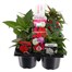 Carry Home Pack - New Guinea Hybrid Impatiens - 6 x 10.5cm Pot Bedding