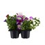 Carry Home Pack - Petunia Flashforward Coolwater Mix - 6 x 10.5cm Pot Bedding