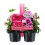 Carry Home Pack - Spring Magic Strawberry Swirl - 6 x 10.5cm Pot Bedding