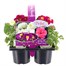 Carry Home Pack - Spring Magic Sweet Souffle - 6 x 10.5cm Pot Bedding