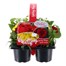 Carry Home Pack - Spring Magic Tutti Fruiti - 6 x 10.5cm Pot Bedding