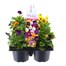 Carry Home Pack - Viola Mixed - 6 x 10.5cm Pot Bedding