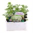 Celeriac F1 Prinz 12 Pack Boxed Vegetable