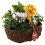 Christmas Festive Mixed Houseplant Large Woven Brown Wicker Trug