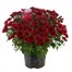 Chrysanthemum Garden Mum Red 4L Pot Bedding
