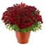 Chrysanthemum Garden Mum Red 6.5L Pot Bedding