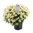 Chrysanthemum Garden Mum White 4L Pot Bedding