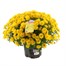 Chrysanthemum Garden Mum Yellow 4L Pot Bedding