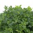 Chrysanthemum Jewel Yellow Super 6 Pack Boxed Bedding