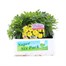 Chrysanthemum Jewel Yellow Super 6 Pack Boxed Bedding