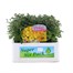 Chrysanthemum Poppins Prelude Apricot Super 6 Pack Boxed Bedding