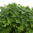 Chrysanthemum Poppins Prelude White Super 6 Pack Boxed Bedding