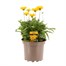 Coreopsis Illico Yellow 2L Pot Bedding 