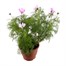 Cosmos Assorted 6.5L Pot Bedding