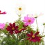 Cosmos Mixed Jumbo 6 Pack Boxed Bedding