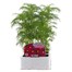 Cosmos Sonata Carmine 6 Pack Boxed Bedding
