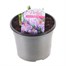 Crocus Pick Wick 10.5cm Pot Bedding Bulbs