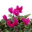 Cyclamen Violet 6 Pack Boxed Bedding