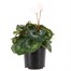 Cyclamen Large Flower White 13cm Pot Bedding 