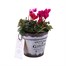 Cyclamen Vintage Tin Bedding Decorative Planter