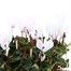 Cyclamen White 6 Pack Boxed Bedding