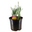 Daffodil King Alfred 10L Pot Bedding Bulbs