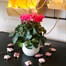 Cyclamen Dark Pink Indoor Houseplant - 11cm Pot