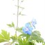 Delphinium Magic Fountains 6 Pack Boxed Bedding