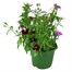 Dianthus Ideal Mixed 2L Pot Bedding