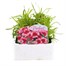 Dianthus Strawberry Parfait 6 Pack Boxed Bedding