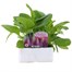 Digitalis Foxy Mix 6 Pack Boxed Bedding