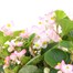 Begonia Semperflorens Pink 12 Pack Boxed Bedding
