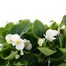 Begonia Semperflorens White 12 Pack Boxed Bedding