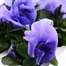 Pansy F1 Purple/Blue 6 Pack Boxed Bedding